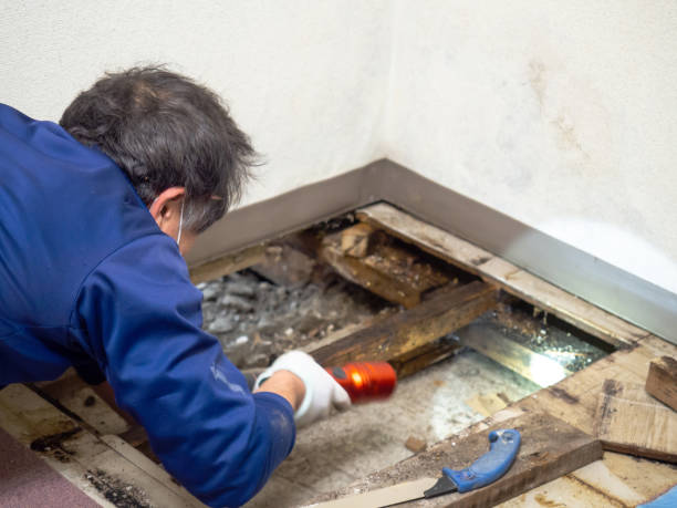 Best Mold Damage Repair  in Kersey, CO