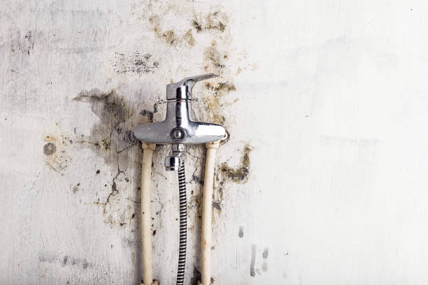 Best Emergency Mold Removal  in Kersey, CO