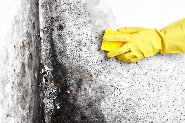 Best Residential Mold Removal  in Kersey, CO