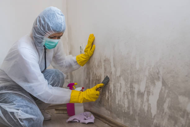 Best Attic Mold Removal  in Kersey, CO