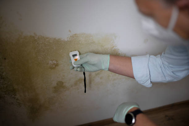 Best Local Mold Removal Service  in Kersey, CO