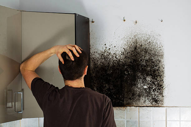 Attic Mold Removal in Kersey, CO