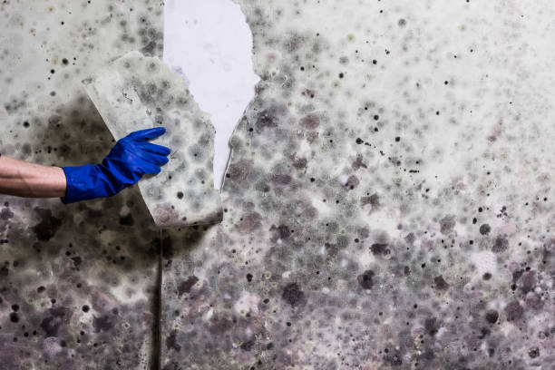 Best Same-Day Mold Removal  in Kersey, CO