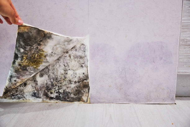 Best Best Mold Removal Companies  in Kersey, CO